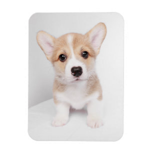 Cutest Baby Animals   Tiny Corgi Magnet