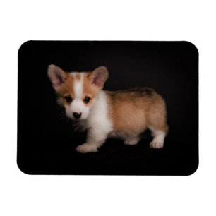Cutest Baby Animals   Tiny Corgi Magnet