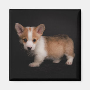 Cutest Baby Animals   Tiny Corgi Magnet