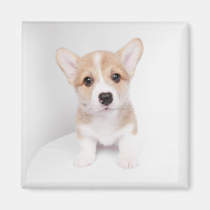Cutest Baby Animals   Tiny Corgi Magnet
