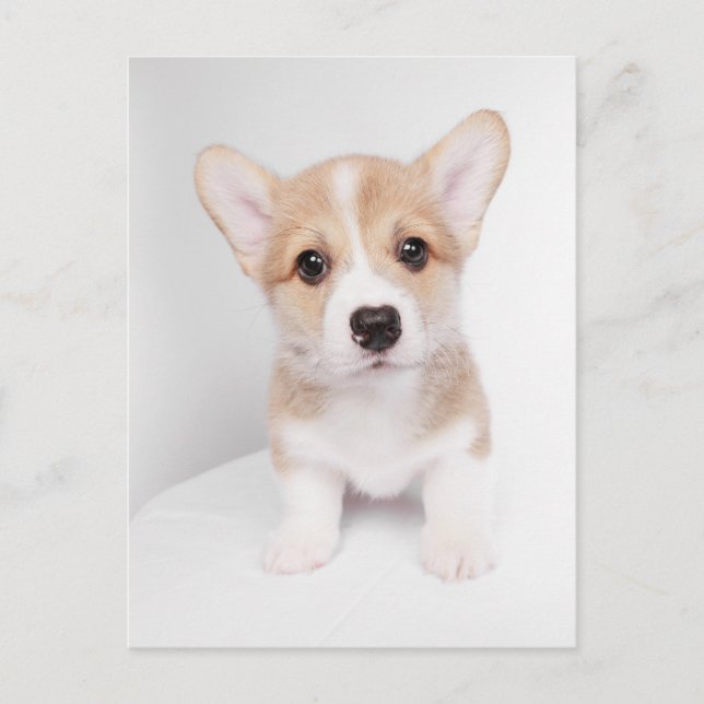 Cutest Baby Animals | Tiny Corgi Postcard (Front)