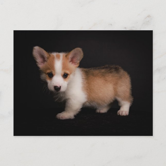 Cutest Baby Animals | Tiny Corgi Postcard (Front)