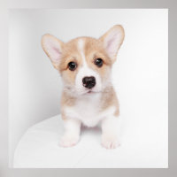 Cutest Baby Animals | Tiny Corgi