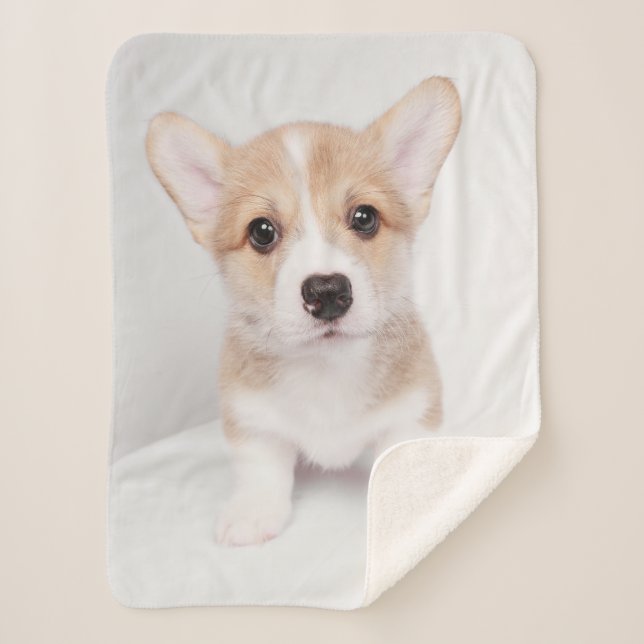 Cutest Baby Animals | Tiny Corgi Sherpa Blanket (Front)