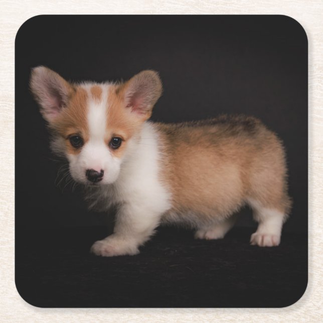 Cutest Baby Animals | Tiny Corgi Square Paper Coaster (Front)