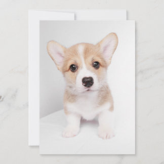 Cutest Baby Animals | Tiny Corgi Thank You Card
