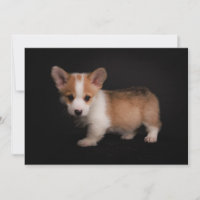 Cutest Baby Animals | Tiny Corgi