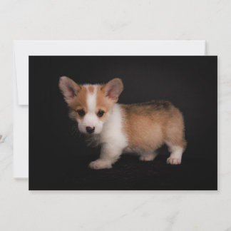 Cutest Baby Animals | Tiny Corgi Thank You Card