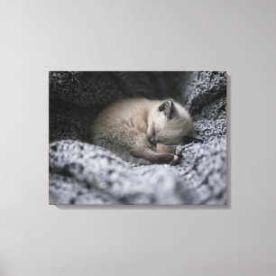 Cutest Baby Animals   Tiny Kitten Sleeping Canvas Print