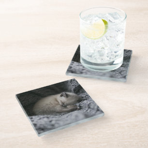 Cutest Baby Animals Tiny Kitten Sleeping Glass Coaster