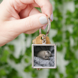 Cutest Baby Animals Tiny Kitten Sleeping Key Ring