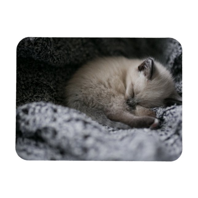 Cutest Baby Animals | Tiny Kitten Sleeping Magnet (Horizontal)