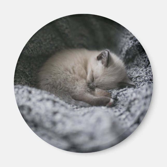 Cutest Baby Animals | Tiny Kitten Sleeping Magnet (Front)