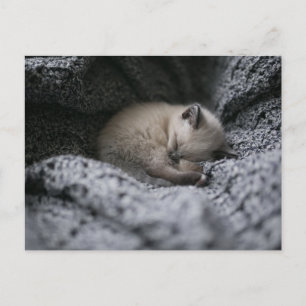 Cutest Baby Animals   Tiny Kitten Sleeping Postcard