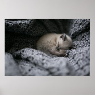 Cutest Baby Animals Tiny Kitten Sleeping Poster
