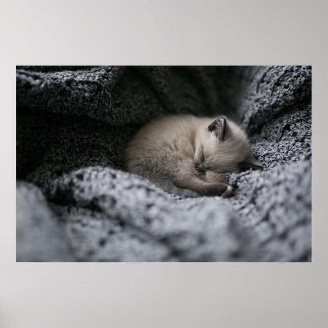 Cutest Baby Animals | Tiny Kitten Sleeping Poster (Front)