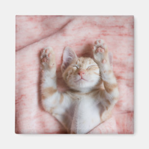 Cutest Baby Animals Tiny Orange Striped Kitten Magnet