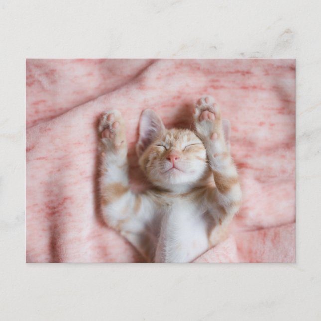 Cutest Baby Animals | Tiny Orange Striped Kitten Postcard (Front)