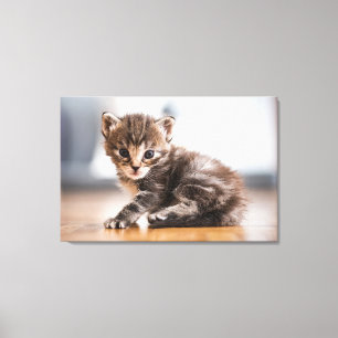 Cutest Baby Animals Tiny Tabby Kitten Canvas Print