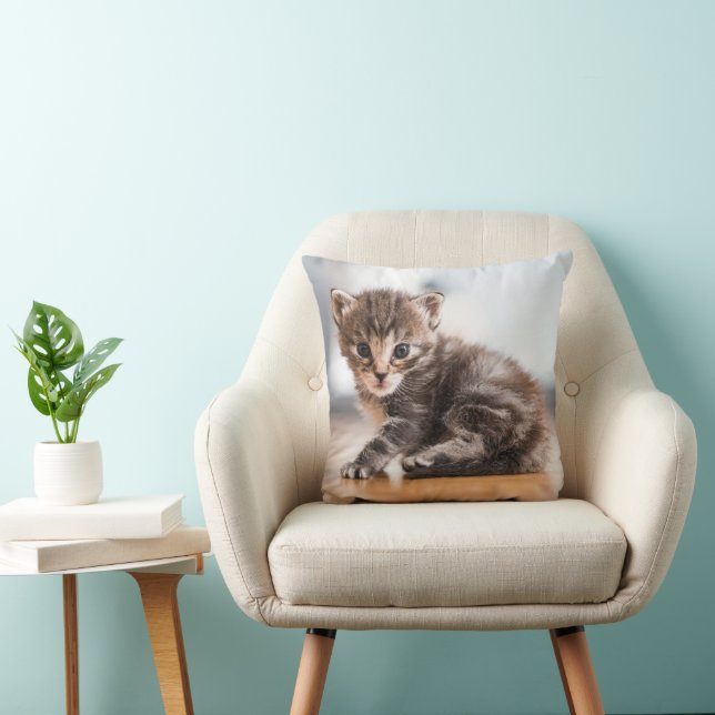 Cutest Baby Animals | Tiny Tabby Kitten Cushion (Chair)