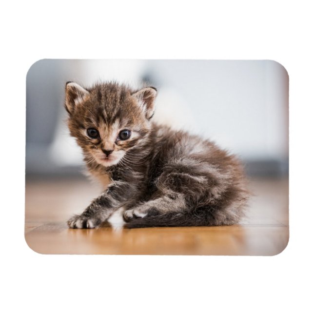 Cutest Baby Animals | Tiny Tabby Kitten Magnet (Horizontal)