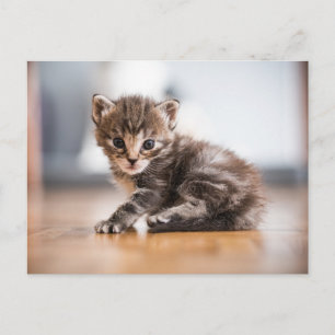 Cutest Baby Animals   Tiny Tabby Kitten Postcard