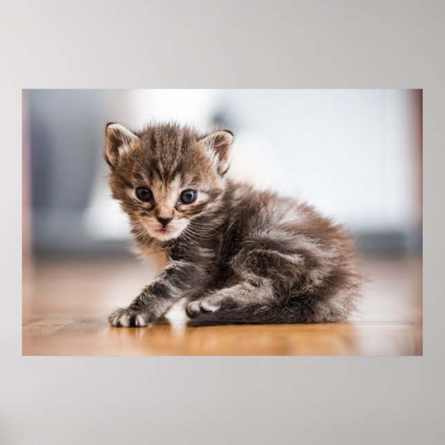 Cutest Baby Animals | Tiny Tabby Kitten Poster (Front)
