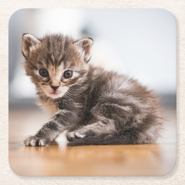 Cutest Baby Animals | Tiny Tabby Kitten Square Paper Coaster (Front)