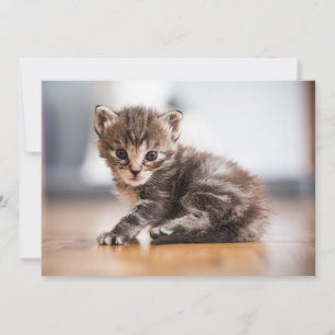Cutest Baby Animals   Tiny Tabby Kitten Thank You Card