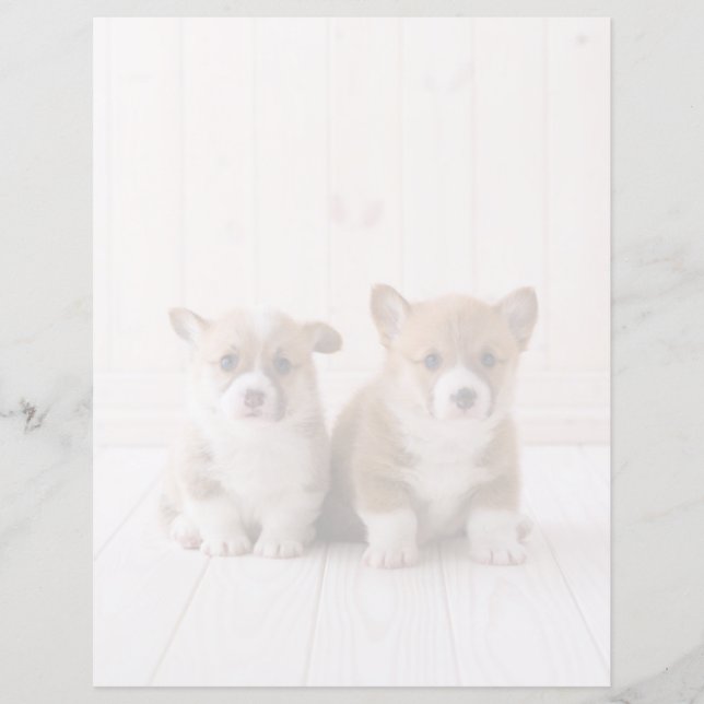Cutest Baby Animals | Two Baby Corgis Sitting (Front)
