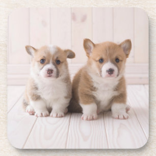 Cutest Baby Animals   Two Baby Corgis Sitting Coaster