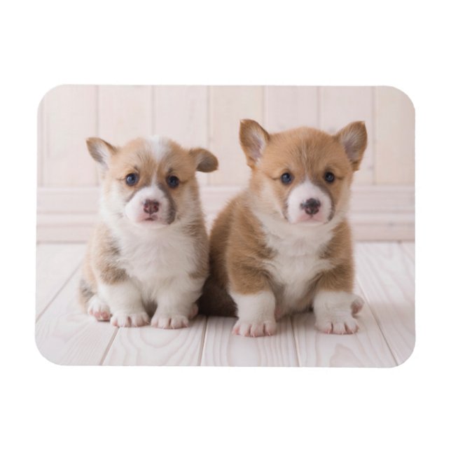 Cutest Baby Animals | Two Baby Corgis Sitting Magnet (Horizontal)