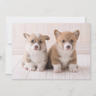 Cutest Baby Animals   Two Baby Corgis Sitting Thank You Card