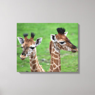 Cutest Baby Animals Two Baby Giraffes Canvas Print