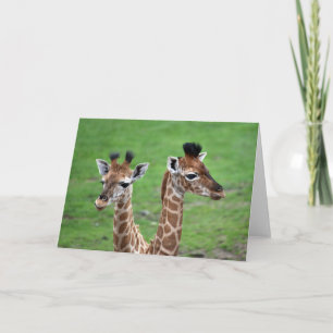 Cutest Baby Animals   Two Baby Giraffes Card