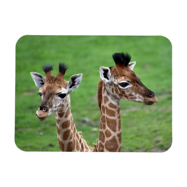 Cutest Baby Animals | Two Baby Giraffes Magnet (Horizontal)