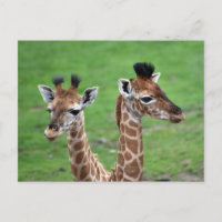 Cutest Baby Animals | Two Baby Giraffes