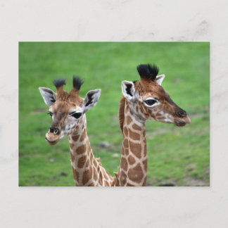 Cutest Baby Animals | Two Baby Giraffes Postcard
