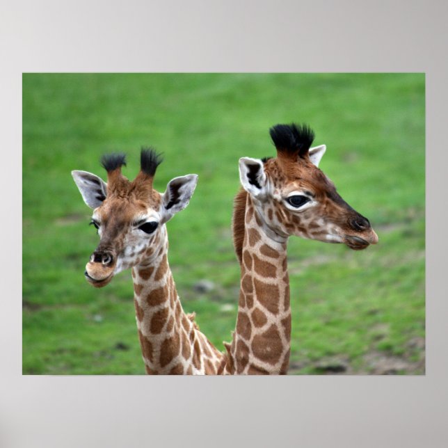 Cutest Baby Animals | Two Baby Giraffes Poster (Front)