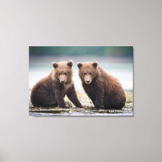 Cutest Baby Animals | Two Bear Cubs Canvas Print (Front)