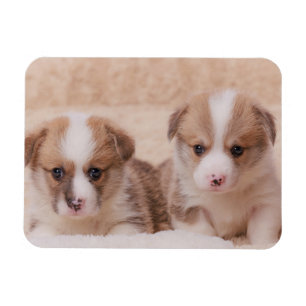 Cutest Baby Animals   Two Corgi Puppies Magnet
