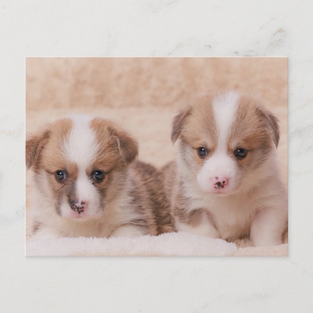 Cutest Baby Animals | Two Corgi Puppies Postcard (Front)