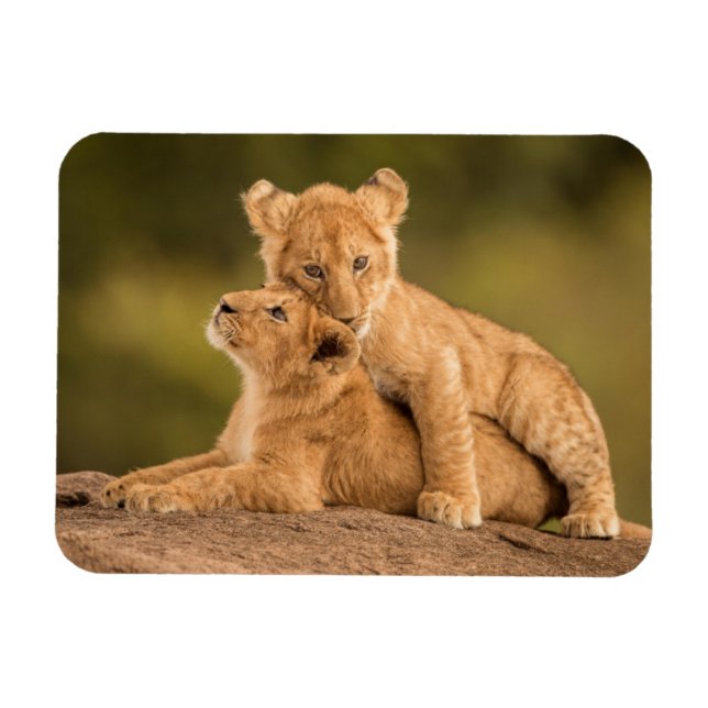 Cutest Baby Animals | Two Lion Cubs Magnet (Horizontal)