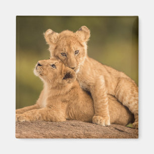 Cutest Baby Animals Two Lion Cubs Magnet
