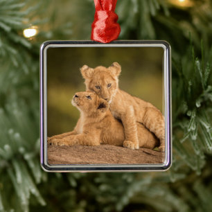 Cutest Baby Animals   Two Lion Cubs Metal Tree Decoration
