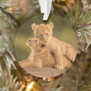 Cutest Baby Animals   Two Lion Cubs Ornament