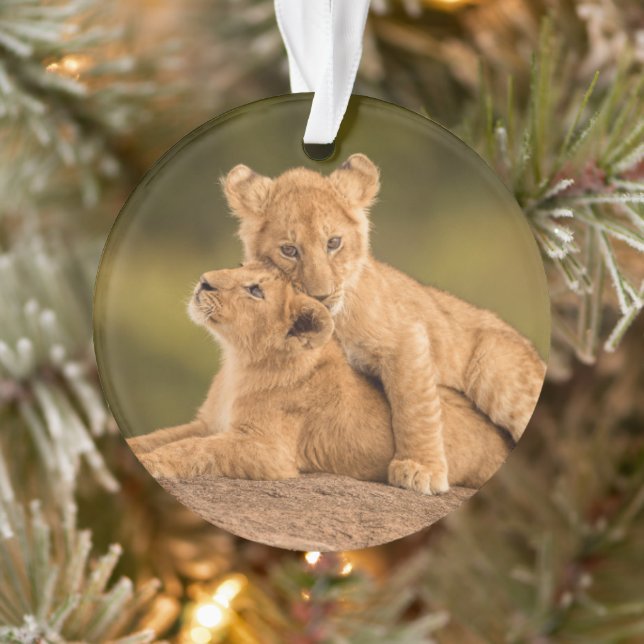 Cutest Baby Animals | Two Lion Cubs Ornament (Tree)