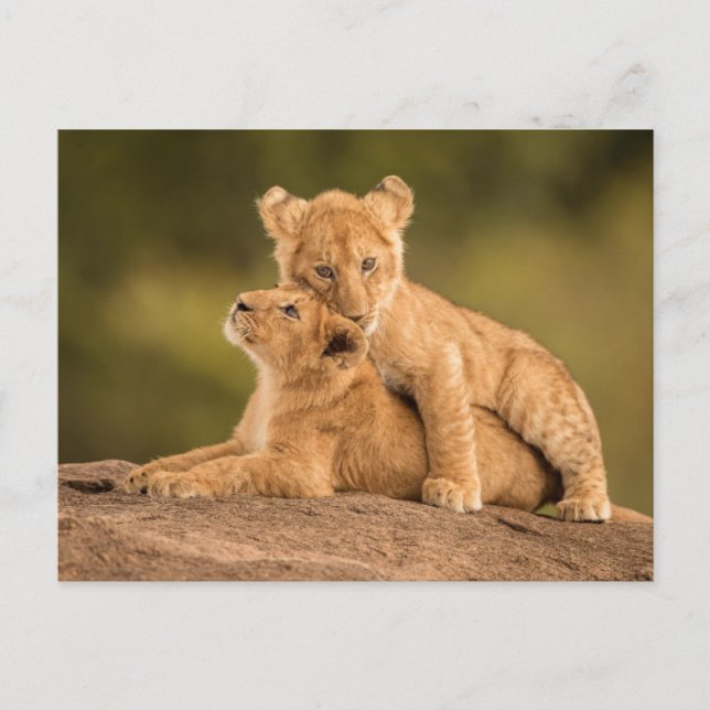 Cutest Baby Animals | Two Lion Cubs Postcard (Front)