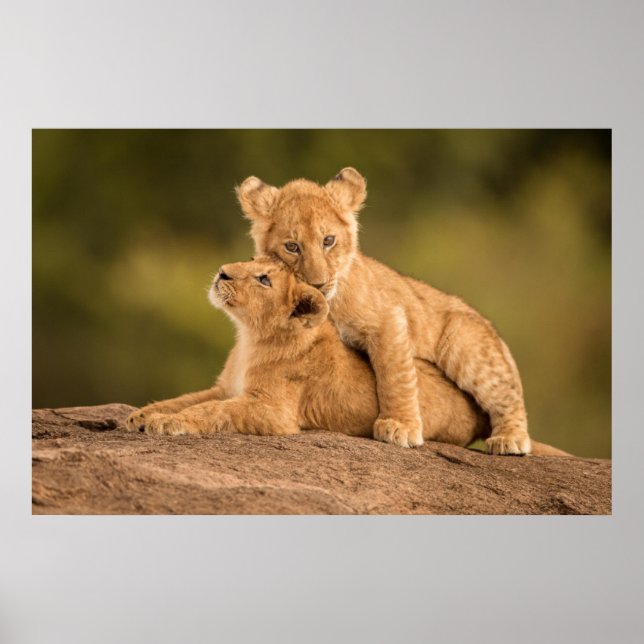 Cutest Baby Animals | Two Lion Cubs Poster (Front)