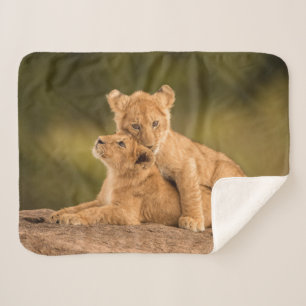 Cutest Baby Animals   Two Lion Cubs Sherpa Blanket